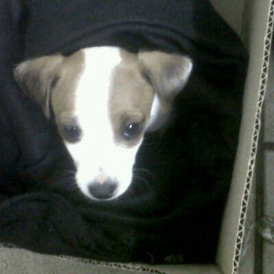 Profile Picture of Janette Southern (@jan_jas_ash1) on Twitter