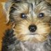 Profile Picture of Tam Stevenson Rodda (@tam_rodda) on Pinterest