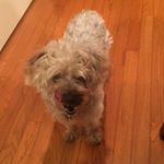 Profile Picture of matthew gigliotti (@mattgigs.1) on Instagram