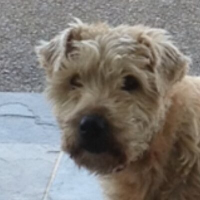 Derek Sheehan - Twitter Profile Picture of Derek Sheehan (@DerekScsc) on Twitter