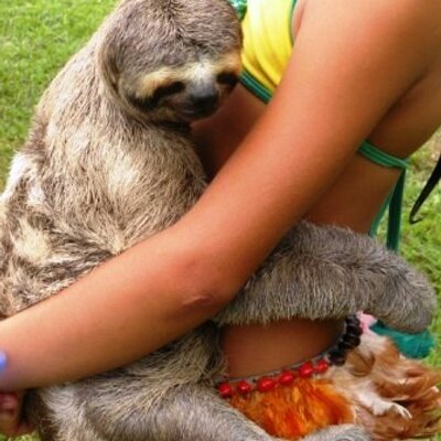 Profile Picture of Andy Lano (@Sloth_Boy_Lano) on Twitter