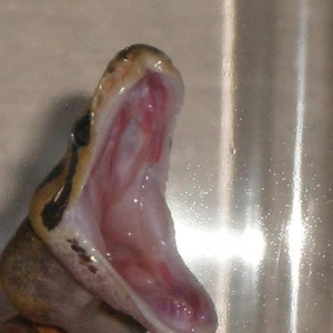 Profile Picture of Jesse Stretch (@stretchyall) on Myspace