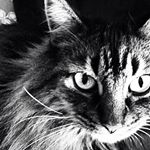 Lisa Klopp - Instagram Profile Picture of Lisa Klopp (@lisaandfinnegan) on Instagram