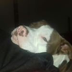 Profile Picture of Brandon (@brandon.catherine10) on Instagram