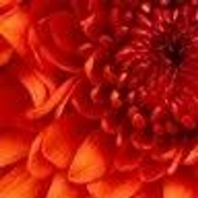 Profile Picture of Lori Nowak (@lorinow3) on Twitter