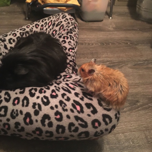 Profile Picture of Rachael Atton (@ratt123) on Poshmark