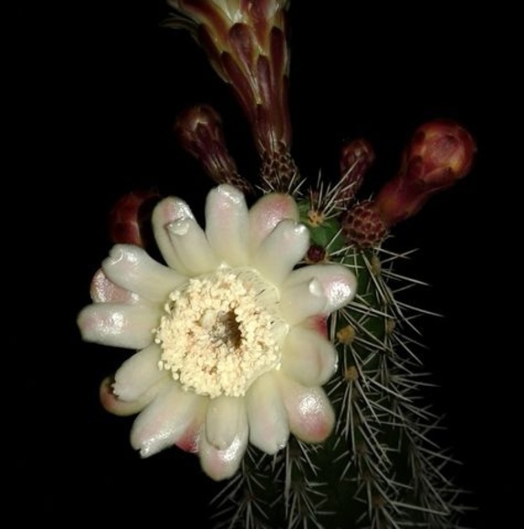 Profile Picture of Connie Bedenbender (@cbedenbender01) on Poshmark