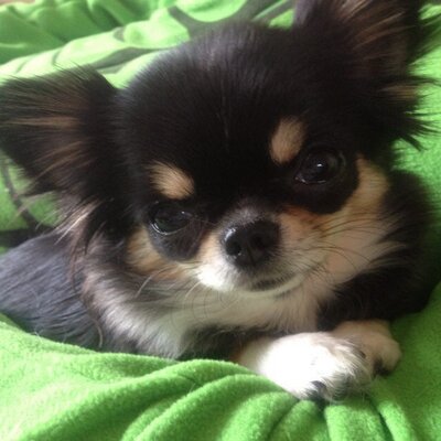 Profile Picture of Vicky Walden (@VicstarC) on Twitter