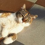 cat lover lisa - Instagram Profile Picture of cat lover lisa (@lisa_petrosillo) on Instagram