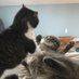 Profile Picture of Bert & Ruby Vs. The ToddlerBeast (@DailyBert) on Twitter
