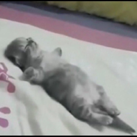 Profile Picture of Alex Pan (@weeqr) on Poshmark