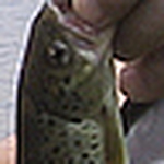 Profile Picture of Mihalca_teo (@mihalca_teo) on Flickr