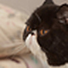 Profile Picture of felixcat2006 (@felixcat2006) on Flickr