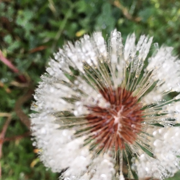 Profile Picture of Delina Dysart (@lily03204) on Poshmark