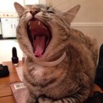 Profile Picture of Matthew Macer (@mmacer) on Instagram