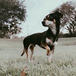 Profile Picture of Toby (@thelittletobythatcould) on Instagram