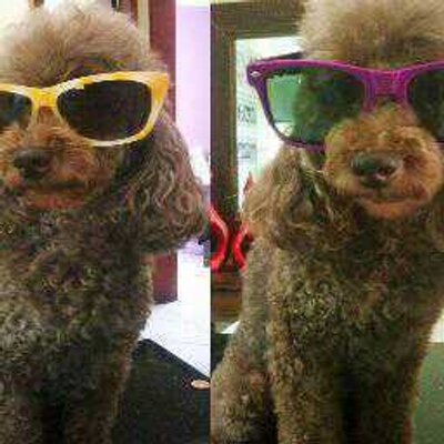 Profile Picture of Luís Simão (@luissimao) on Twitter