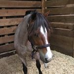 Profile Picture of Addison Grace Huffman (@addison_huffman_) on Instagram