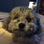 Profile Picture of Michael Spagnolo (@kingspags) on Instagram