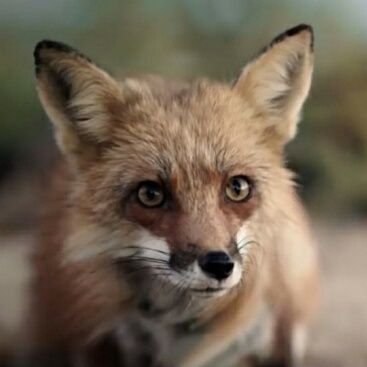 Profile Picture of Kevin Rayburn (@kcrayburn) on Twitter
