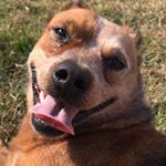 Profile Picture of Ginger (@gingrya) on Instagram
