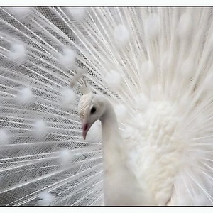 Profile Picture of Tammy Shiver (@icecoldshiver) on Myspace