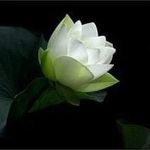 Profile Picture of Vathi Davida (@davidavathi) on Instagram