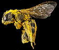 Profile Picture of Halictus ligatuson Wikipedia