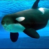 Profile Picture of Duncan Gillies (@@dgm254) on Tiktok