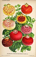 Profile Picture of Calceolaria crenatifloraon Wikipedia