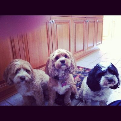 Profile Picture of Tony Dinardo (@tdinardo68) on Twitter