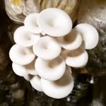 Profile Picture of Mark Stephen Dinglasan (@shroomz_king) on Instagram