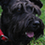 Profile Picture of Elena Alvarez Dosil (@lomeraniel) on Flickr