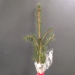 Profile Picture of Ollie James Aumick (@ollie_the_tree) on Instagram