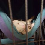 Profile Picture of Jason todd and Dexter Morgan (@ferrets.jd) on Instagram