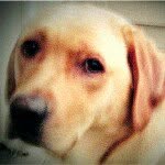 Profile Picture of Rob Fernstrom (@rob_fernstrom) on Instagram