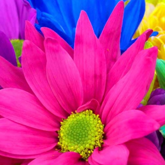 Profile Picture of Maya Ajanovic (@poshmark112014) on Poshmark