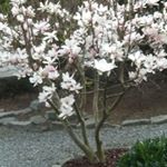 Profile Picture of Georges Monique Greer Geenens (@greergeenens) on Instagram