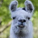 Profile Picture of Joseph Jewells (@jurassic_joe21) on Instagram