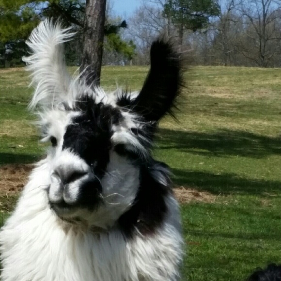 Debbie Sansoucie - Poshmark Profile Picture of Debbie Sansoucie (@debs60) on Poshmark