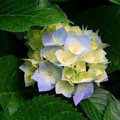 Profile Picture of Natesha Bryan (@VeraGumbs) on Twitter