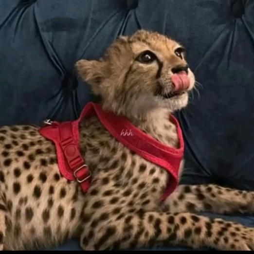 Profile Picture of JeanPerron (@wxq5lmahm7a) on Tiktok
