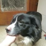 Pam Downing Noblett - Instagram Profile Picture of Pam Downing Noblett (@pamnoblett) on Instagram