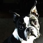 Profile Picture of Joseph A. Sorrentino (@longbrk2) on Instagram