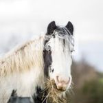 Profile Picture of Isla Richardson (@woodiethepony) on Instagram