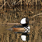 Profile Picture of Jon Morgan (@spuggyhawk) on Flickr