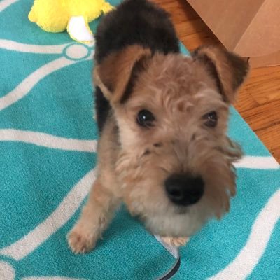 Profile Picture of BramleyLakeland (@BramleyLakeland) on Twitter