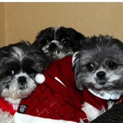 Profile Picture of Shih Tzu Sisters (@shihtzusisters) on Twitter
