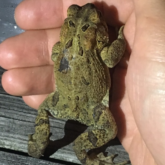 Profile Picture of Nick Cicale (@bakted) on Poshmark