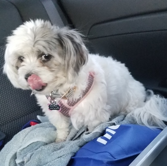 Brianna Prelipp - Poshmark Profile Picture of Brianna Prelipp (@dancequeen2022) on Poshmark